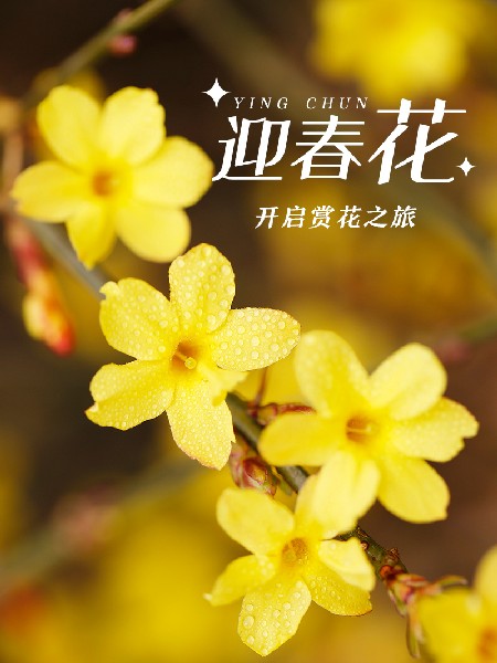 追花指南第二期！京城三月里最撩人的玉蘭觀賞地