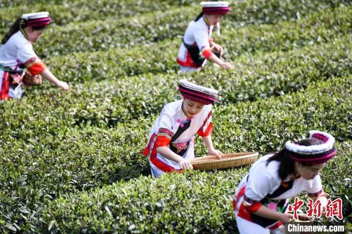 白族村民在茶園采摘?！钊A峰 攝