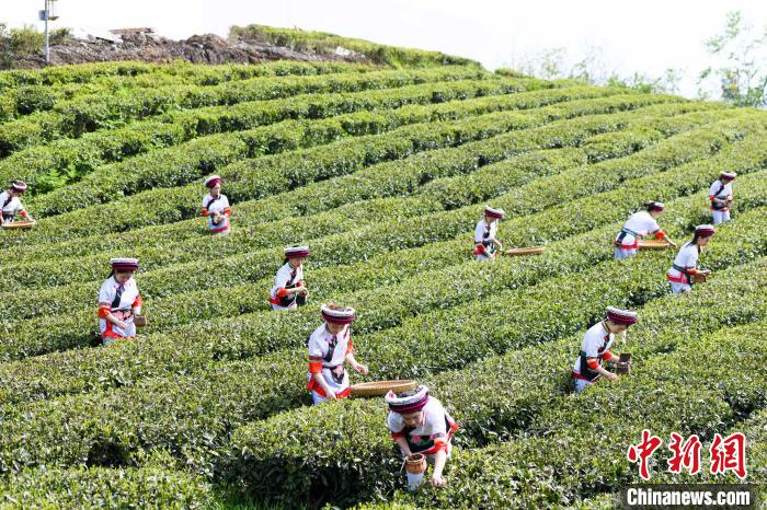 眾多白族村民身著民族服飾走進(jìn)茶園采摘?！钊A峰 攝