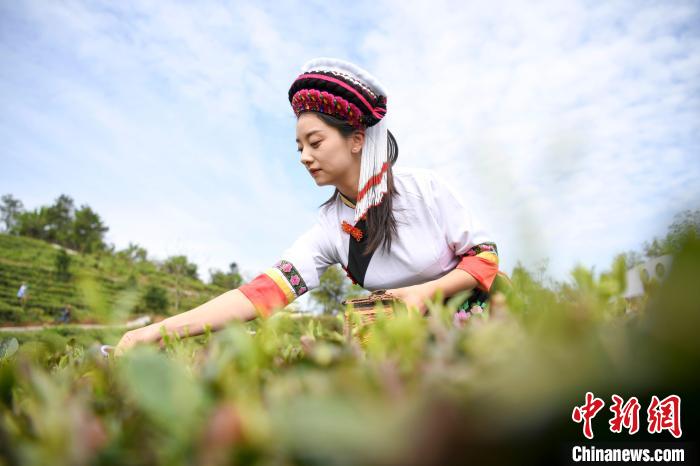 白族村民身著民族服飾采摘白茶。　楊華峰 攝