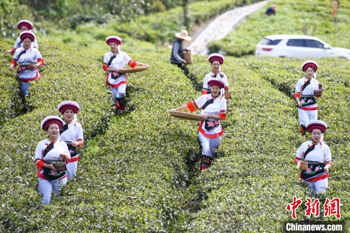白族村民走進(jìn)茶園采摘。　楊華峰 攝