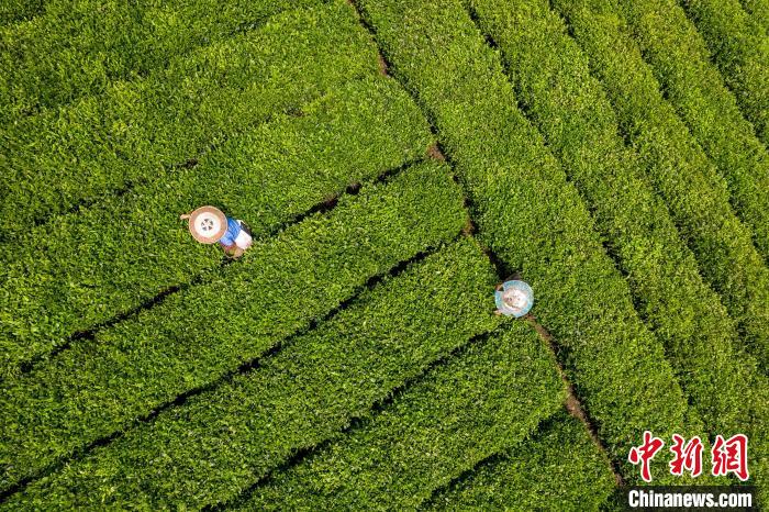 茶農(nóng)正在采摘新鮮茶葉?！√普?攝