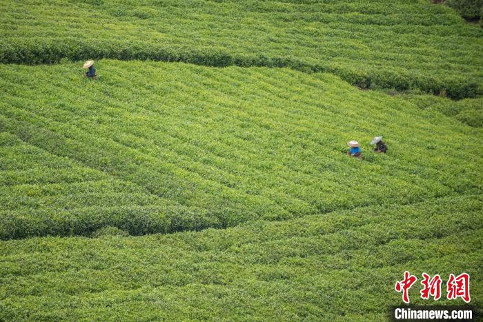 茶農(nóng)采摘谷雨茶。　唐哲 攝