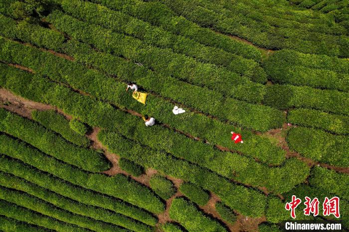 茶農(nóng)正在采摘新鮮茶葉?！√普?攝