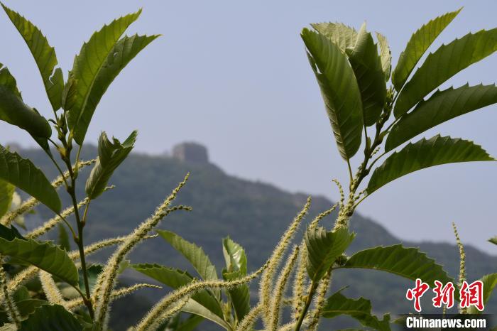 長城腳下，“栗”花盛開。　郝云崎 攝
