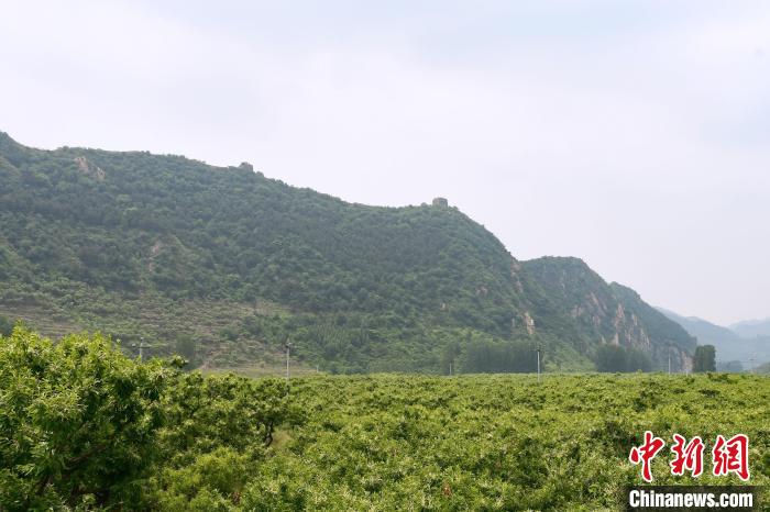 長城腳下萬畝栗花綻放，散發(fā)出淡淡清香?！『略破?攝