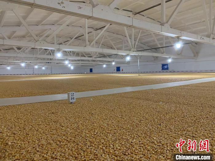 倉(cāng)內(nèi)清涼干爽、遍地金黃，上千平方米的糧食盡收眼底?！⊥趸萘?攝