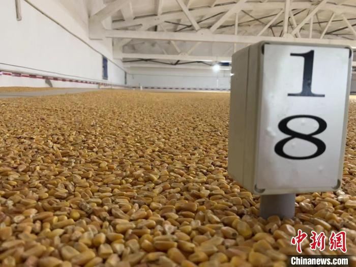 數(shù)千噸的小麥、玉米如同一塊塊被“切平”的巨型蛋糕“鑲嵌”在地面上?！⊥趸萘?攝