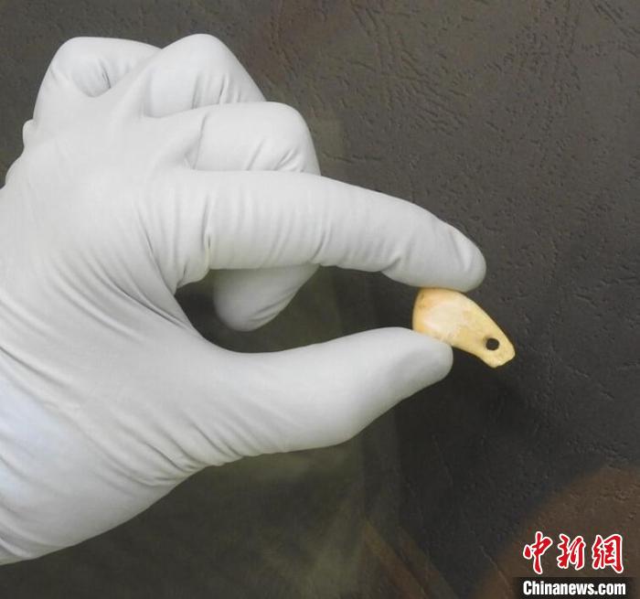 打孔鹿牙墜飾提取DNA后(圖片來自馬克斯·普朗克演化人類學研究所)?！∈┢樟指瘛ぷ匀?供圖