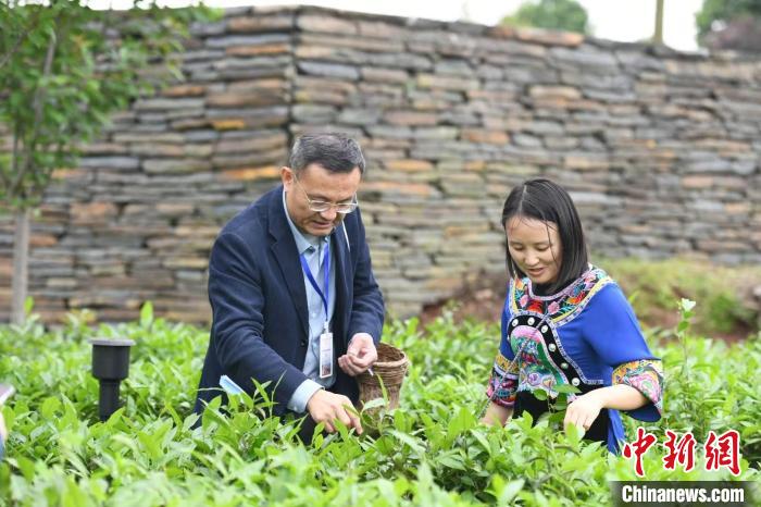 東盟國家媒體記者在辰龍關(guān)茶園采茶。　楊華峰 攝