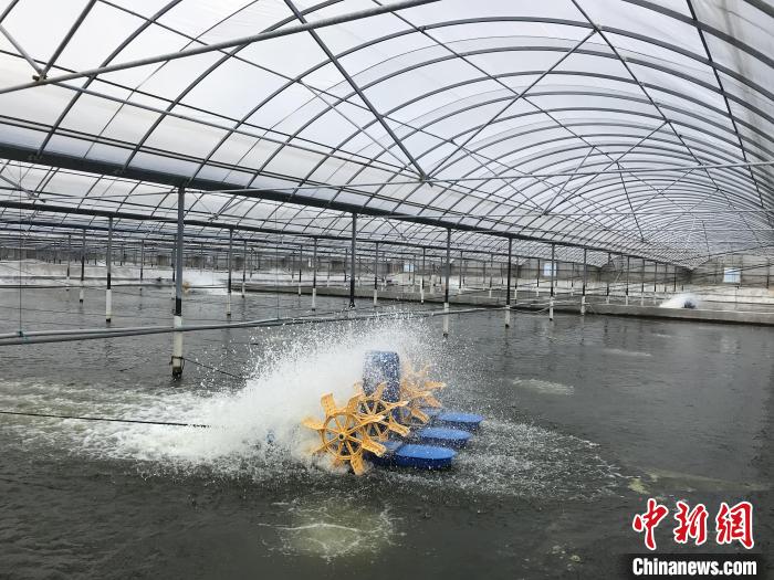 南美白對(duì)蝦養(yǎng)殖基地。　象山蝦蟹科技小院供圖