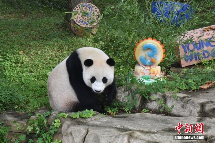 當(dāng)?shù)貢r(shí)間8月21日，旅美大熊貓幼崽“小奇跡”迎來3周歲生日。華盛頓國家動(dòng)物園給“小奇跡”舉辦了“生日派對(duì)”，眾多游客前來給“小奇跡”慶生。<a target='_blank' href='/'><p  align=