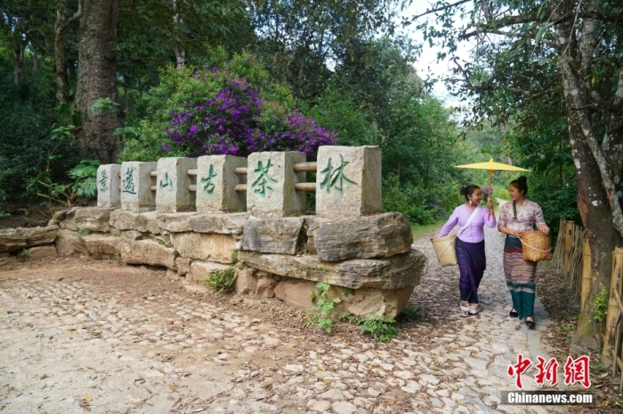 普洱景邁山古茶林文化景觀位于中國云南省普洱市瀾滄拉祜族自治縣惠民鎮(zhèn)。<a target='_blank' href='/' _fcksavedurl='/'><p  align=