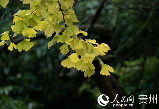 觀山湖公園秋意漸濃。人民網(wǎng) 陽(yáng)茜攝