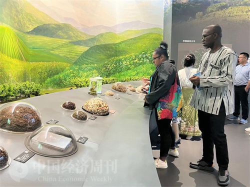   （在中國(guó)藥都中醫(yī)藥博物館，外媒記者了解中醫(yī)藥發(fā)展史。中國(guó)經(jīng)濟(jì)周刊記者 郭志強(qiáng) 攝）