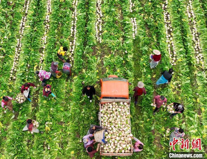資料圖：村民在采收白蘿卜。劉永紅 攝