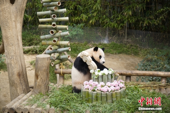 資料圖：旅韓大熊貓“福寶”。<a target='_blank' href='/'><p  align=