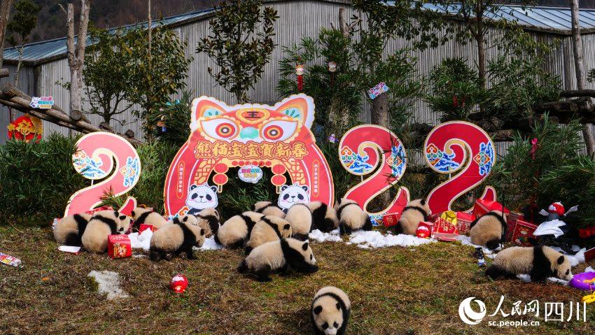 熊貓寶寶賀新春、迎冬奧。李傳有攝