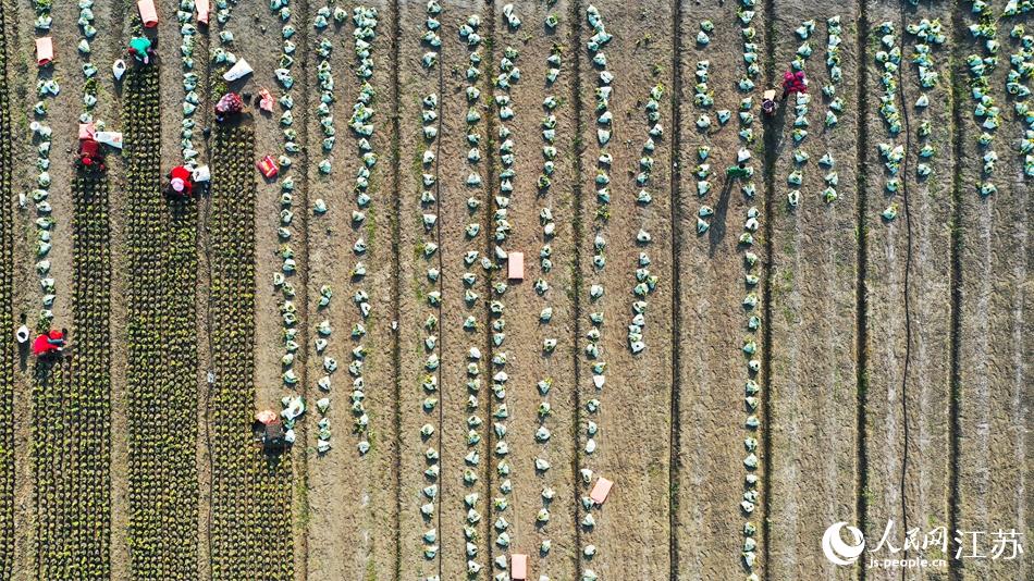 效佐社區(qū)村民對(duì)苗木進(jìn)行田間管理。丁華明攝