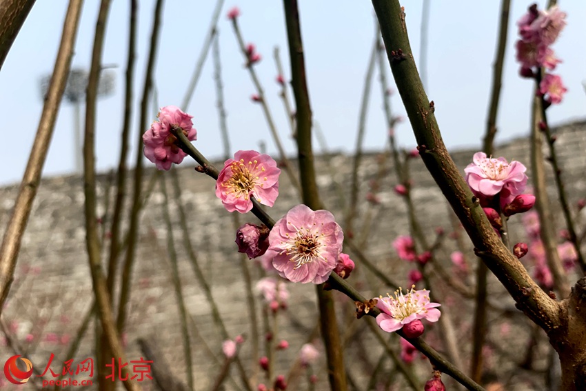 明城墻遺址公園梅花初綻。 人民網(wǎng) 池夢蕊攝