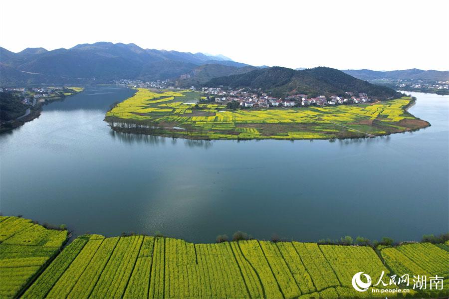 春江水暖，油菜花開。人民網(wǎng) 李芳森攝