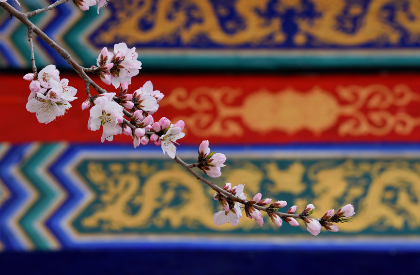 “云”賞桃花相映紅。紅橋區(qū)委宣傳部供圖