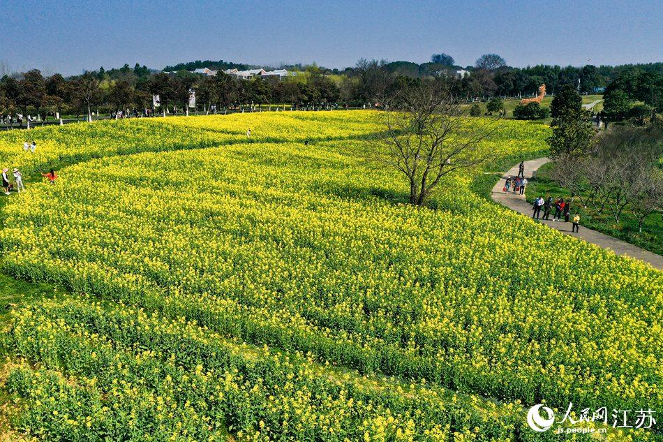 高淳區(qū)椏溪國(guó)際慢城桃花扇廣場(chǎng)油菜花田。劉列攝