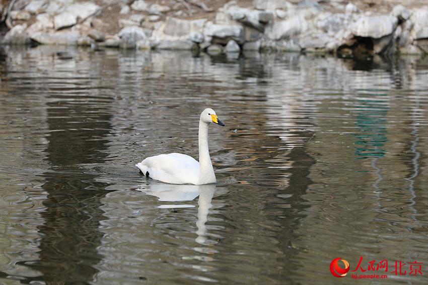 北京動物園水禽湖上，水鳥游弋其中，傳遞春的消息。人民網(wǎng) 尹星云攝