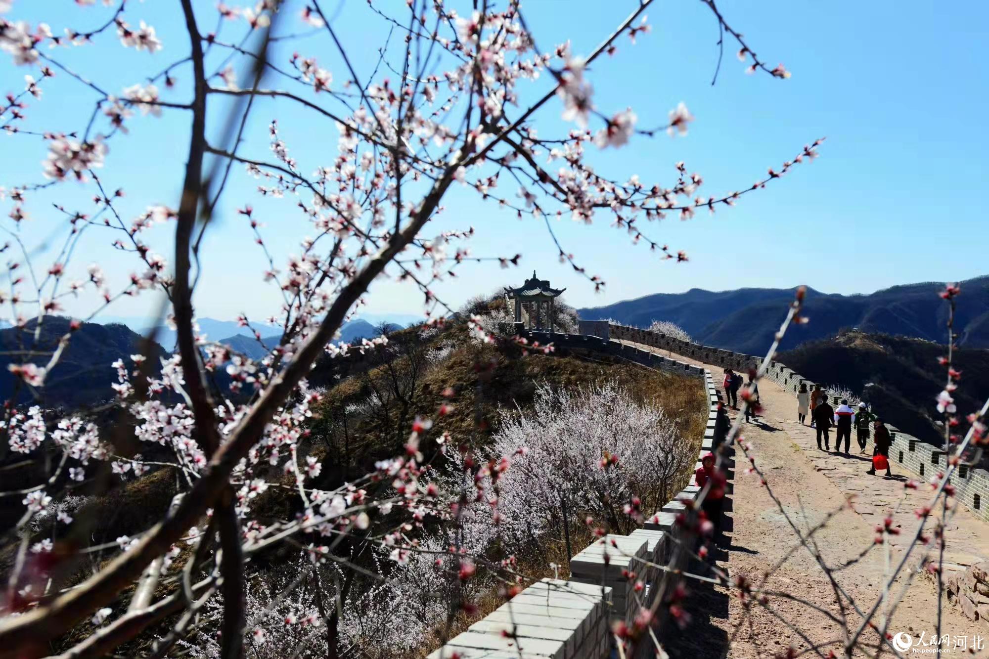 邢臺九龍峽景區(qū)鮮花盛開。 馬健攝
