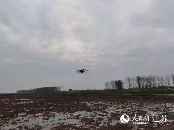 勝利圩高標(biāo)準(zhǔn)農(nóng)田進(jìn)行無人機水稻播種。陽江鎮(zhèn)供圖