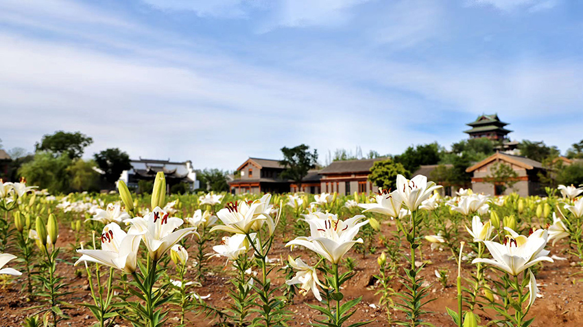 北京世園公園百合陸續(xù)盛放。（北京世園公園供圖）