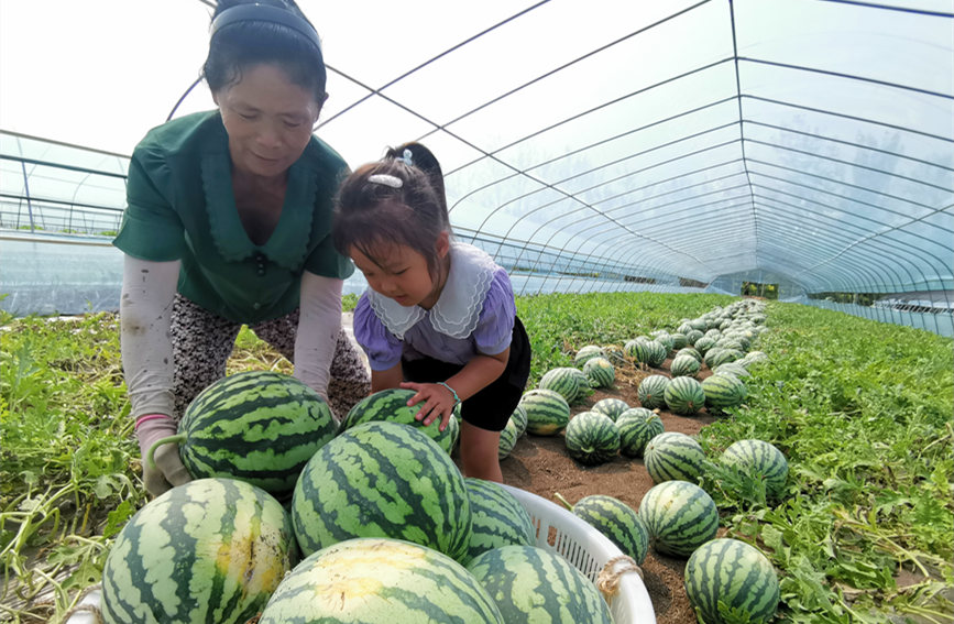 在北辰區(qū)雙街鎮(zhèn)的西瓜種植基地內(nèi)，種植農(nóng)戶們正忙著采收。陳立興攝