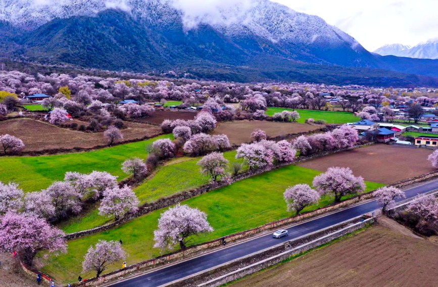波密縣傾多鎮(zhèn)如納村盛開的桃花。徐馭堯攝