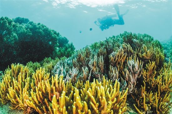 在三亞蜈支洲島附近海域，游客在體驗(yàn)海底美景。 本報(bào)記者 武威 通訊員 韋尚婷 攝
