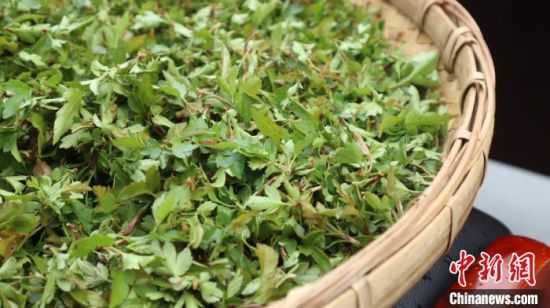 圖為班瑪藏雪茶。　孫睿 攝