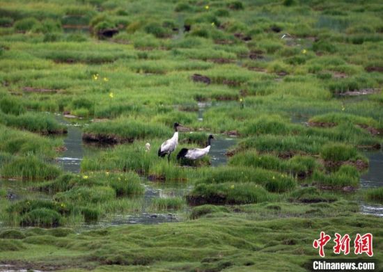 圖為祁連山國(guó)家公園青海片區(qū)內(nèi)的黑頸鶴?！∑钸B山國(guó)家公園青海省管理局供圖 攝