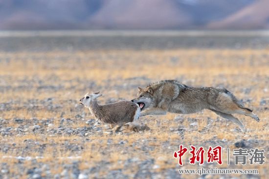 圖為獲獎作品。同海元供圖