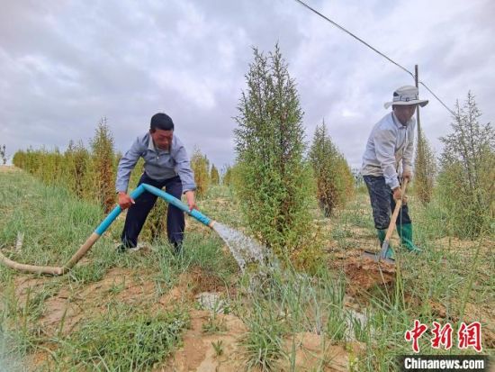 圖為扎西和村民給樹澆水?！∑钤鲚怼z