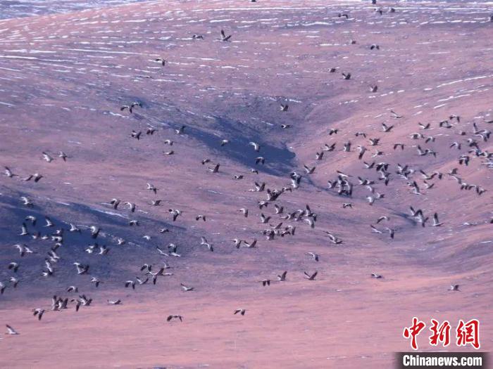 圖為黑頸鶴翔集于青海嘉塘草原上?！∏嗪Ｊ∮駱?shù)藏族自治州稱(chēng)多縣委宣傳部供圖