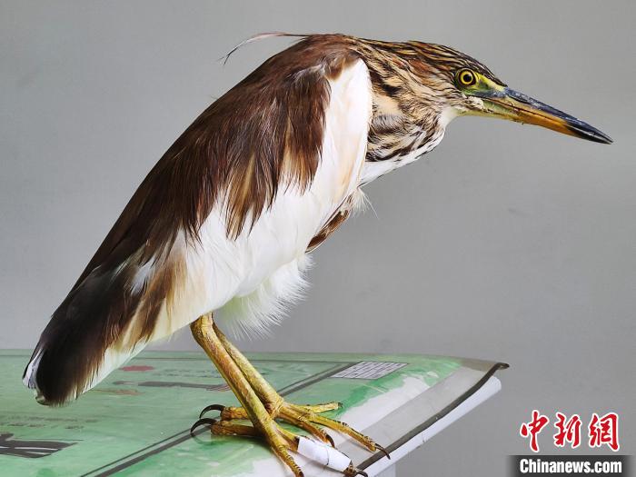 圖為被救助的國家一級重點保護動物池鷺?！×鴿商?攝