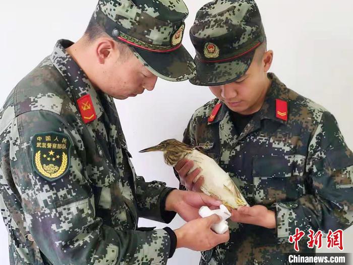 圖為武警官兵正在為國家一級重點保護動物池鷺包扎?！×鴿商?攝
