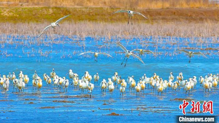 沿海濕地，鳥類天堂。　鹽城市委宣傳部供圖
