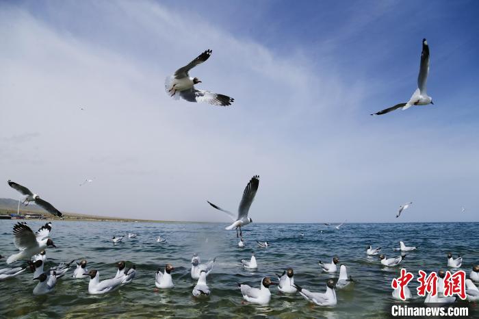 圖為水鳥(niǎo)在青海湖飛翔。　馬銘言 攝
