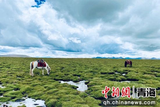 圖為長(zhǎng)江南源沼澤濕地。李江寧攝