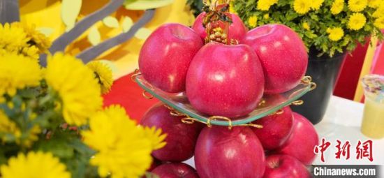 2021年10月15日，中國(guó)蘋(píng)果首屆產(chǎn)銷峰會(huì)暨甘肅平?jīng)龉焚Q(mào)易大會(huì)在平?jīng)鍪徐o寧縣開(kāi)幕。(資料圖) 魏建軍 攝