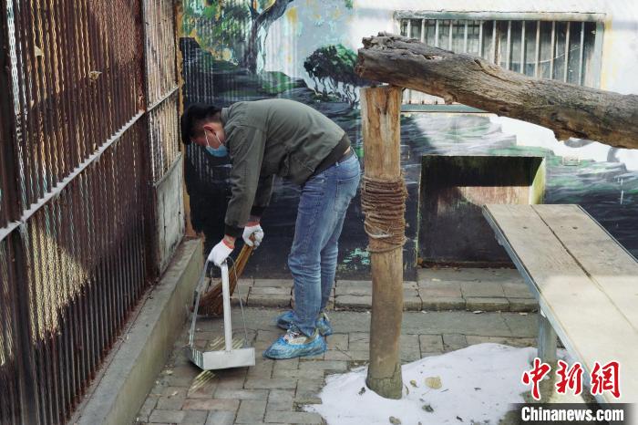 圖為雪豹“奶爸”史壽軍正在打掃豹館衛(wèi)生?！●R銘言 攝