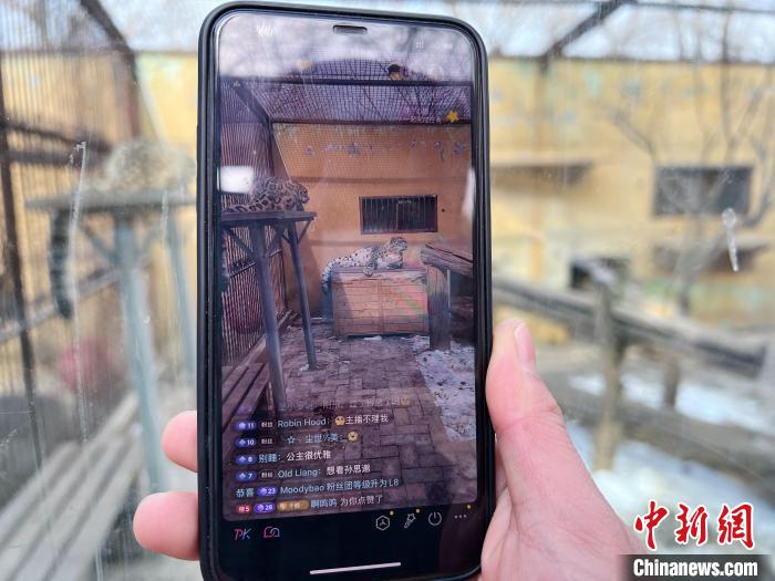 圖為雪豹“奶爸”史壽軍正在直播。　馬銘言 攝