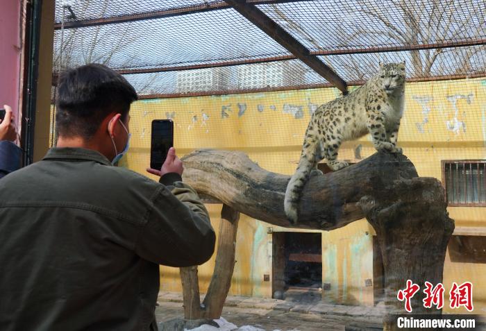 圖為雪豹“奶爸”史壽軍正在直播?！●R銘言 攝