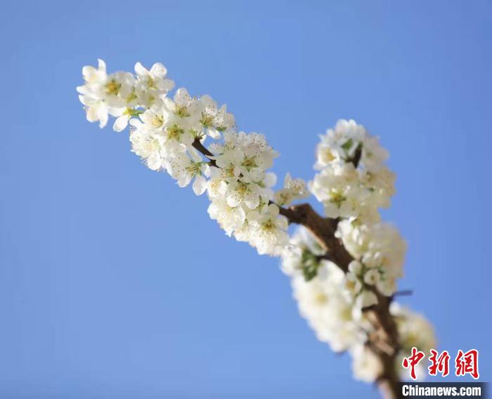 李花盛開(kāi)。　何清海 攝
