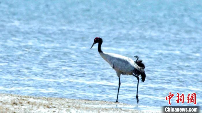 圖為黑頸鶴在青海湖畔散步?！《砣詹囟?攝